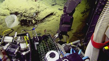 Media type: image;   Invertebrate Zoology 153111 Description: live specimen;